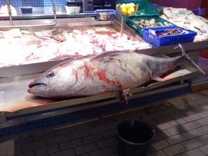 Fresh Tuna, english market cork