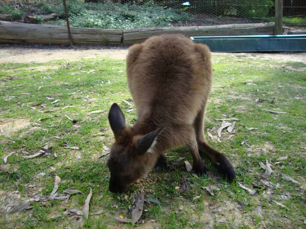 Hanging with Aussie animals