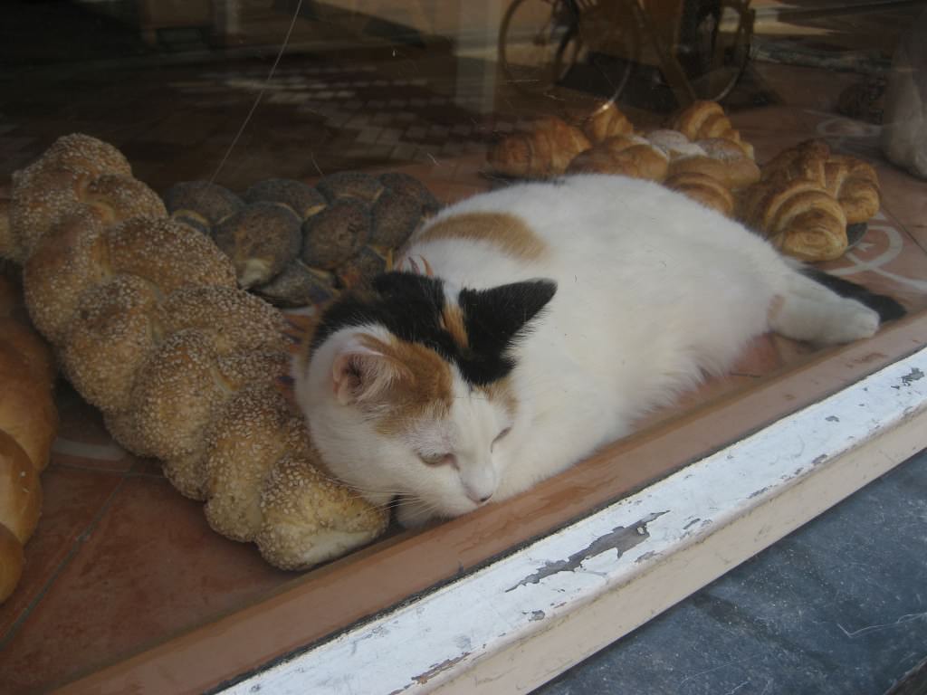 Cat in Amsterdam bread shop window