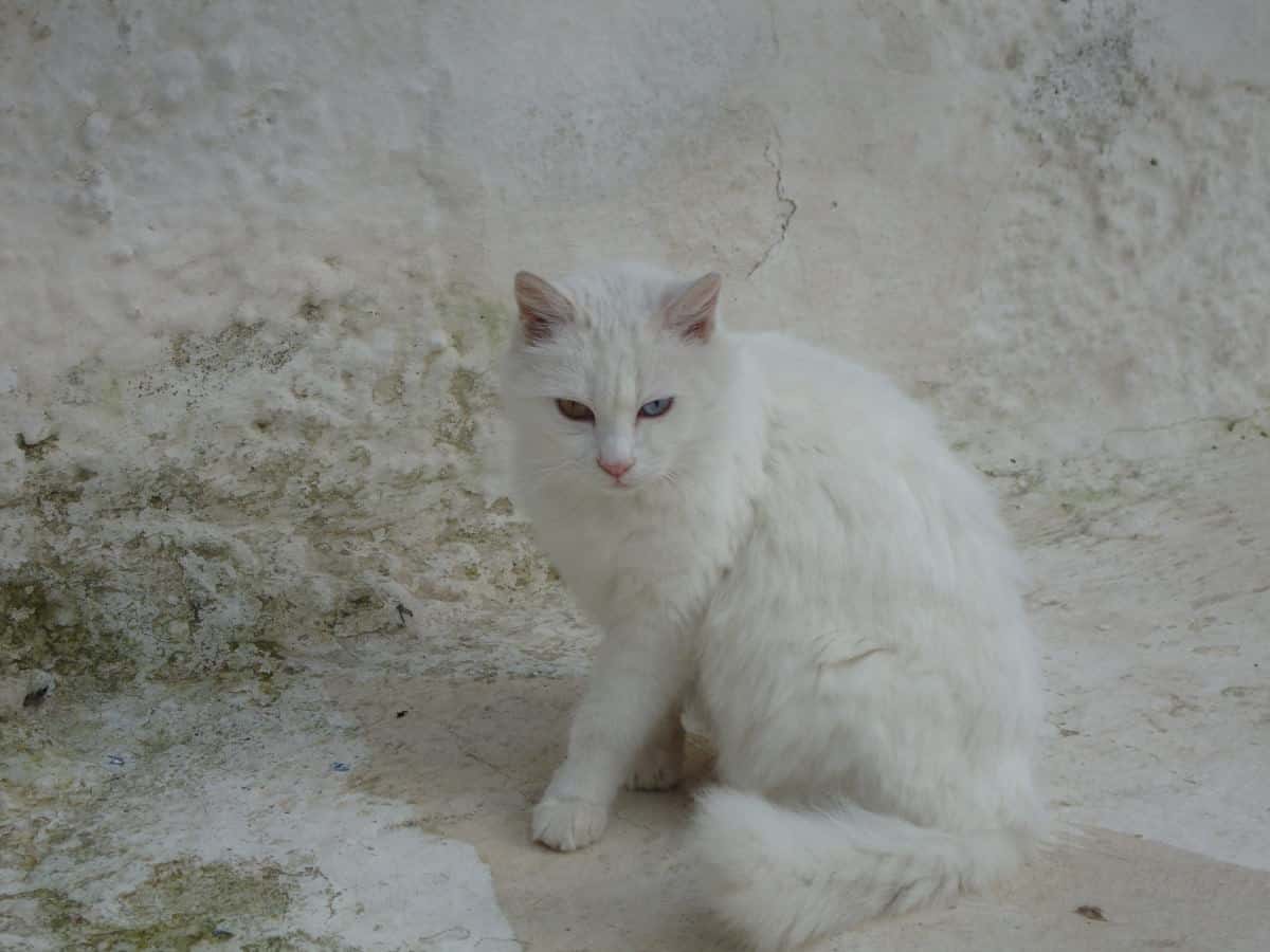 Syros, cats of Greece