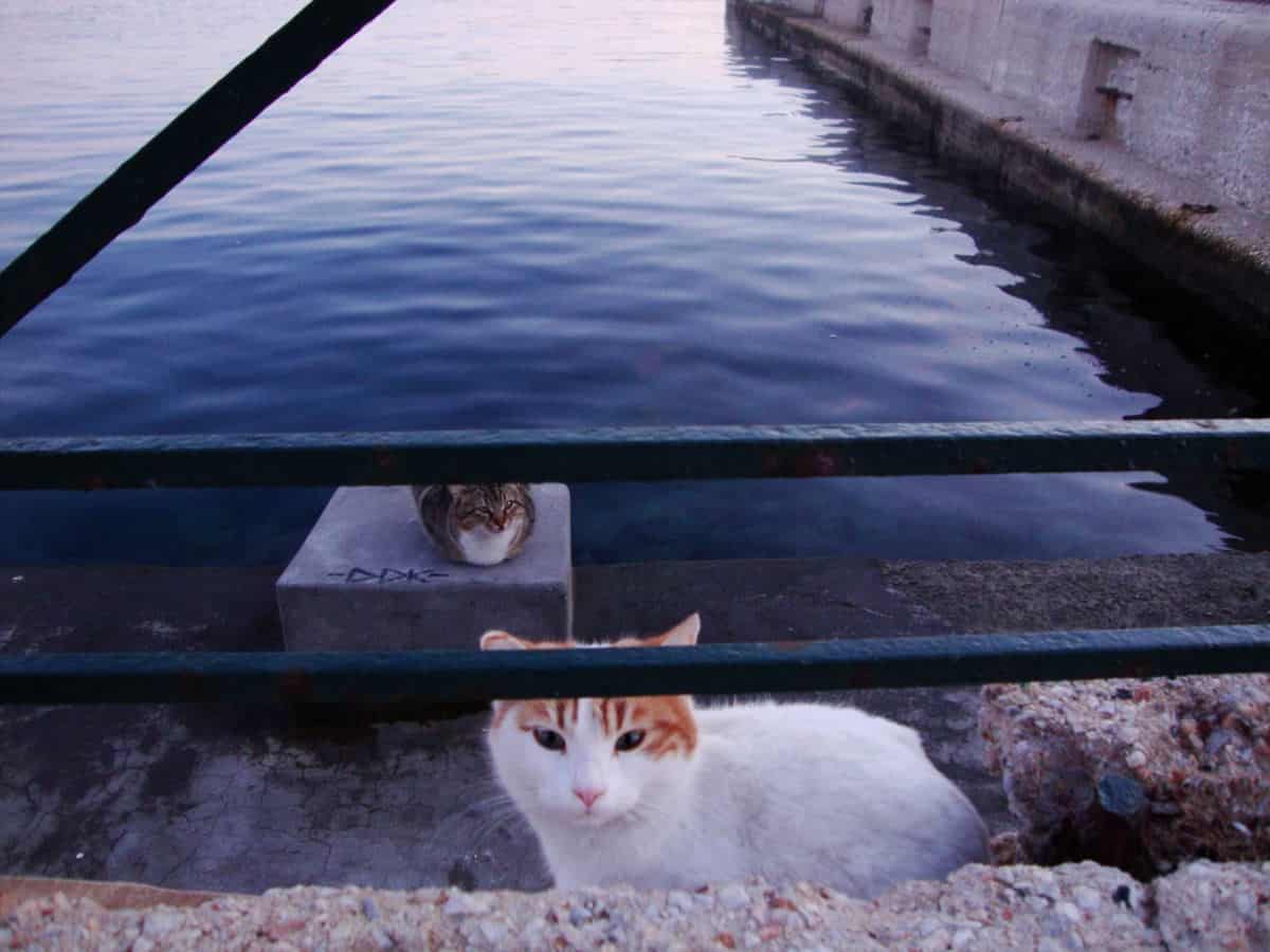 Syros, cats of Greece