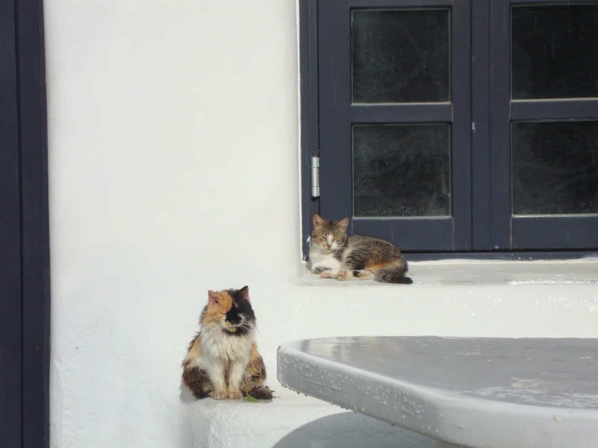 Mykonos, cats of Greece