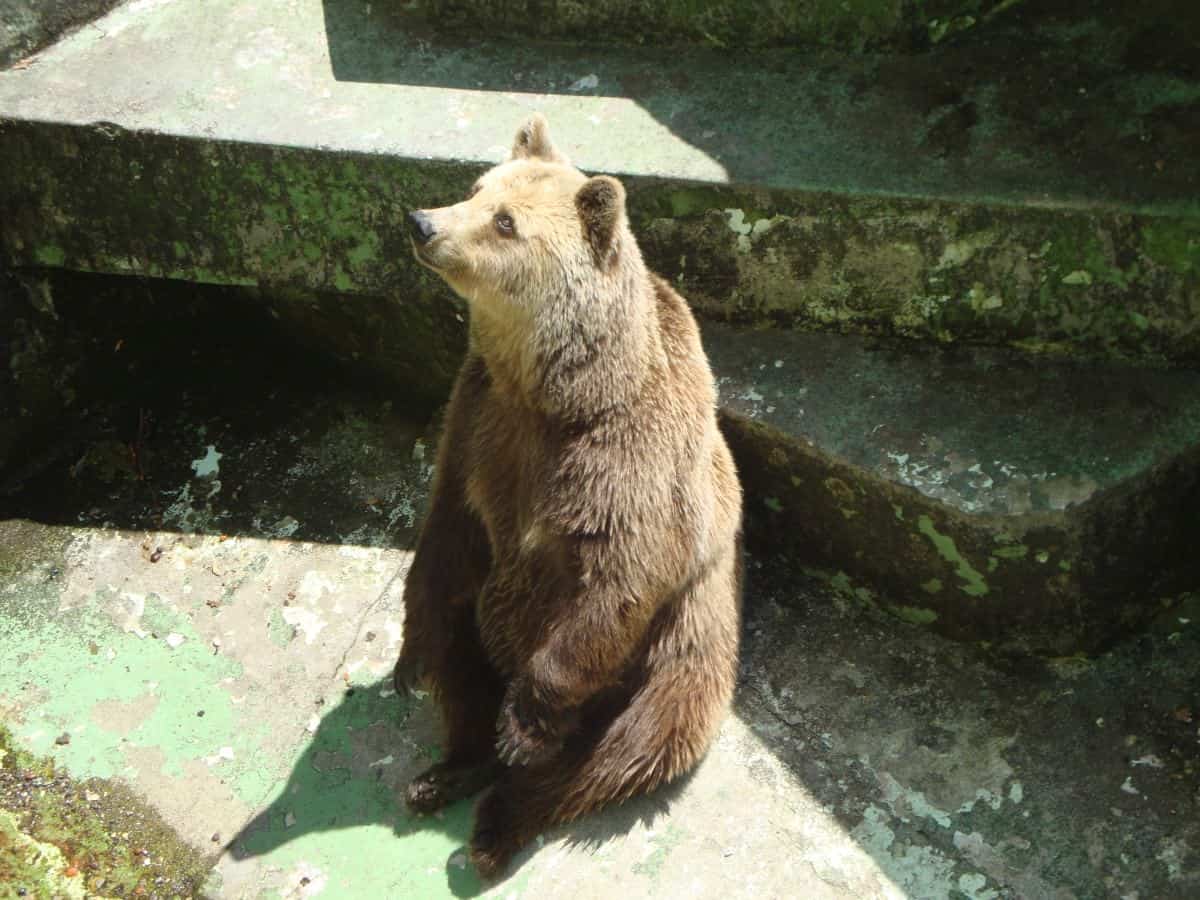 Bear in a dry habitat at the Zagreb zoo