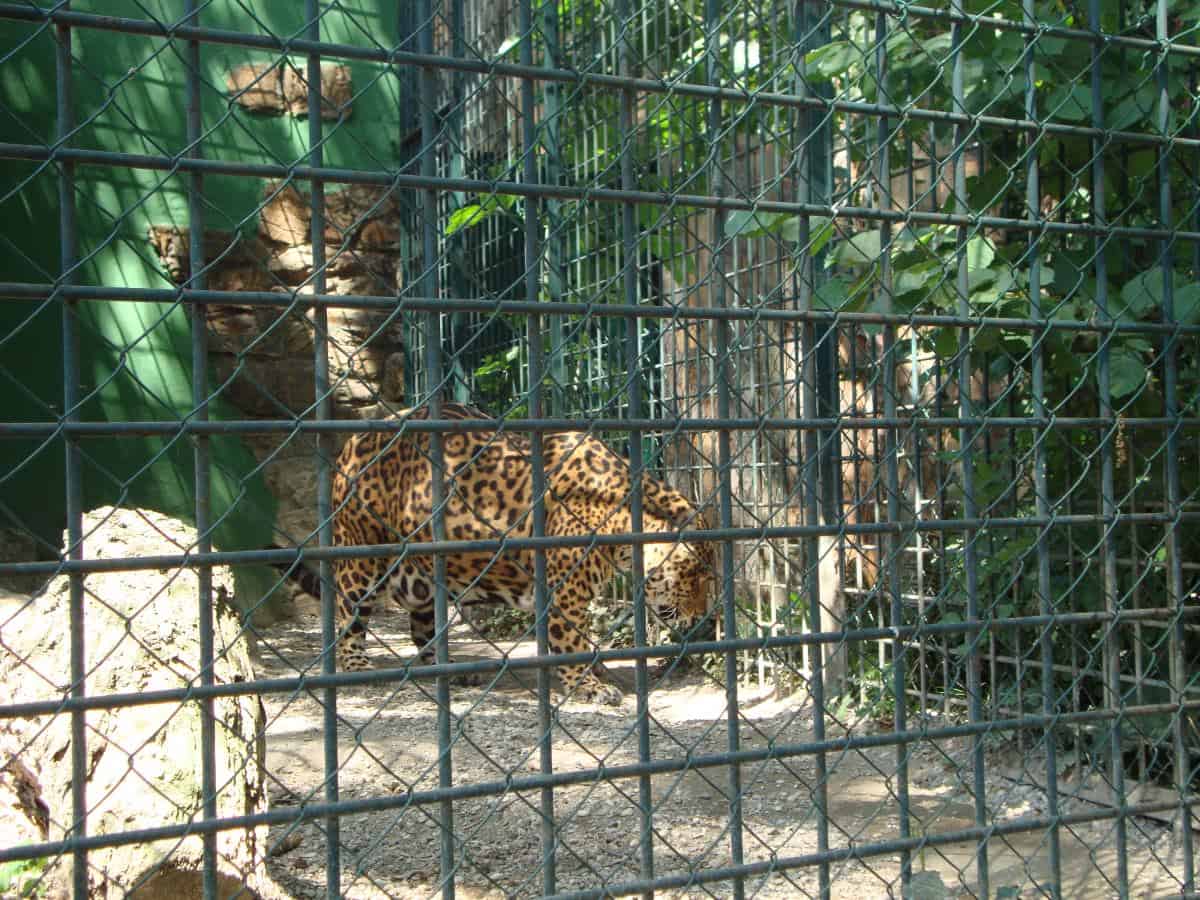 Tiger in a cage at the Zagreb zoo