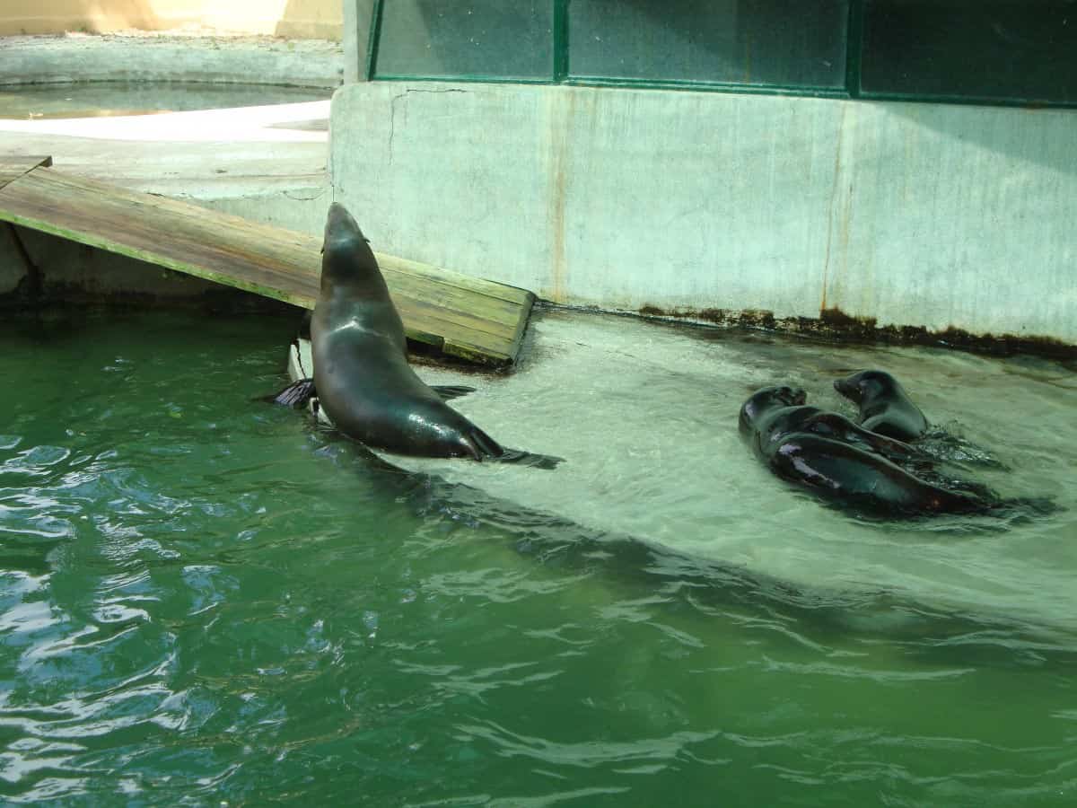 Seals at the Zagreb zoo