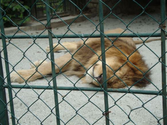 Lion sleeping in a sandpit cage at the Zagreb zoo