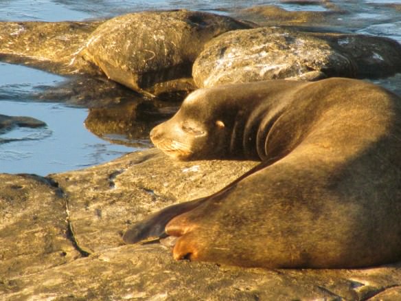 Seal in La Jolla