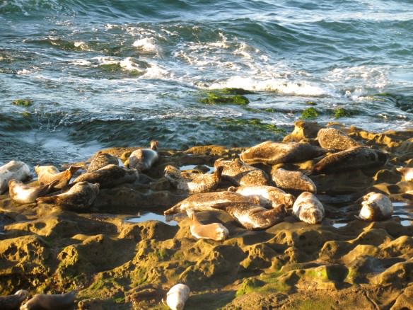 Seals of La Jolla