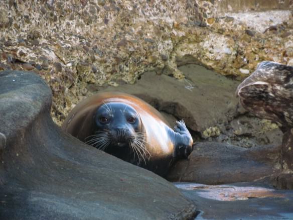 Seal of La Jolla, California