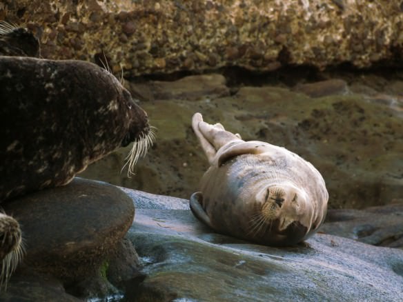 Baby seal - La Jolla