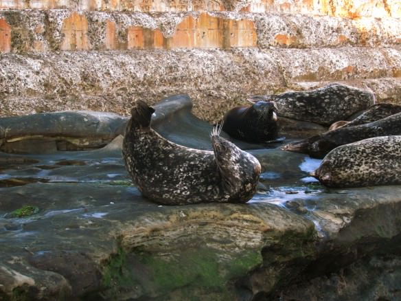 Seals at La Jolla