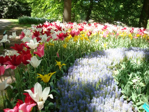 Keukenhof tulip garden