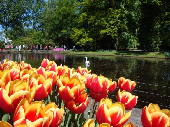 Keukenhof, tulip garden