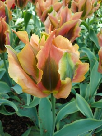 Keukenhof, tulip garden