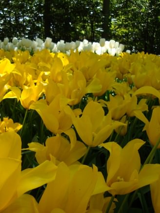 keukenhof, tulip garden