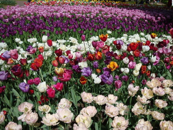 Tulip gardens, with purple, white and pink tulips