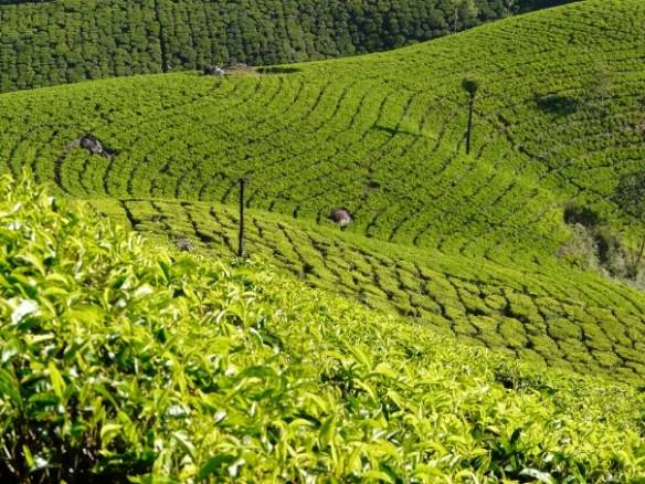 tea field