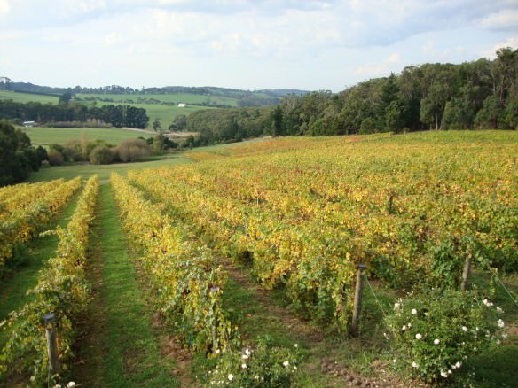 Beautiful landscape at a Red Hill winery in Victoria, Australia, heading back to Asia