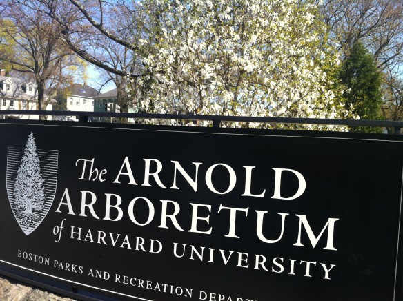 the Arnold Arboretum, Visiting Boston in the Spring