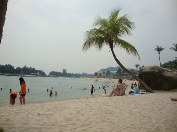 Singapore palm tree on beach, beach in singapore