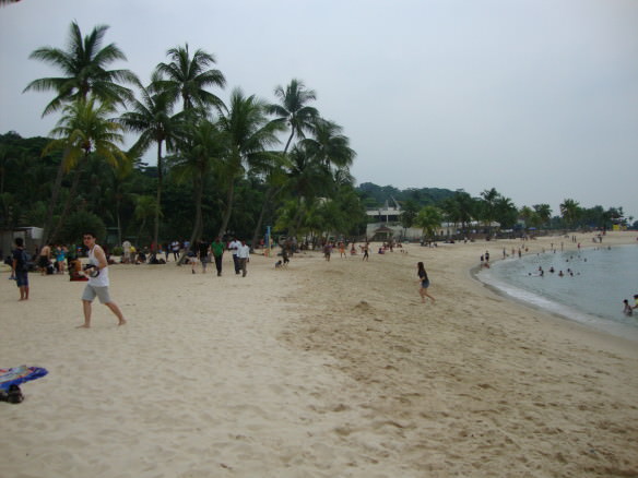 palm trees on the beach in Singapore