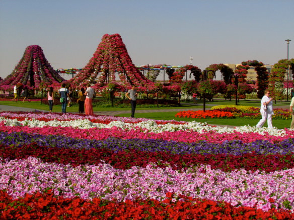 lots of pink, purple and red flowers at Miracle Gardens Dubai