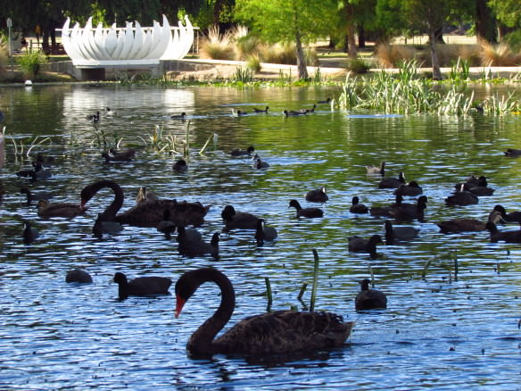 Ballarat, Lake Wendouree buy travel insurance