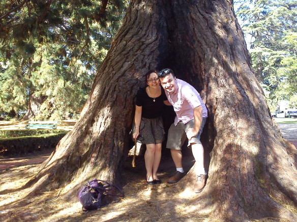 I loved hiding in this tree as a kid