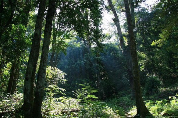 Gunung Palung Jungle