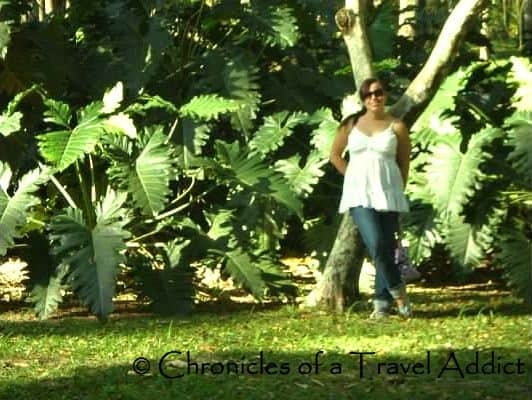 At the Jardin Botanico (Botanical Gardens) in Rio de Janeiro