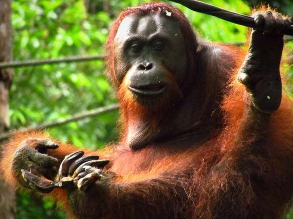 Sepilok Orangutan Rehabilitation Center