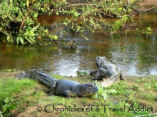 Dare to Swim with the Caiman Crocodiles in the Pantanal? experience in Brazil