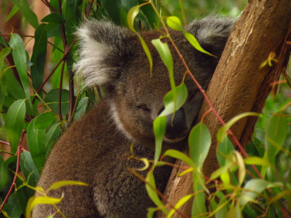 Cuddly Koala sleeping at the Healesville Wildlife Sanctuary 