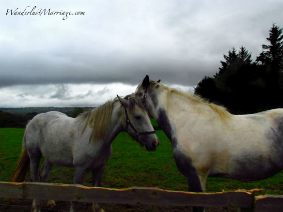 Killarney Horses telling secrets 