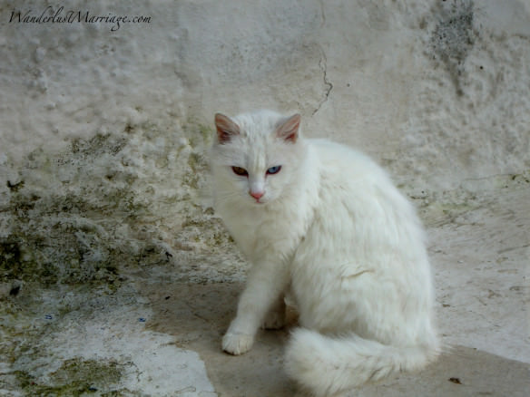 Greek cat