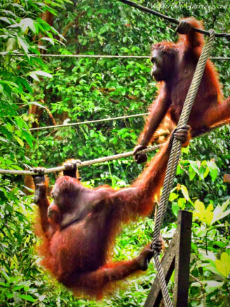 orangutans in Borneo