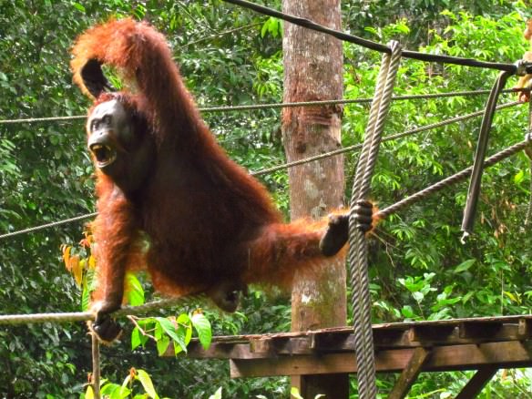 Borneo Orangutan