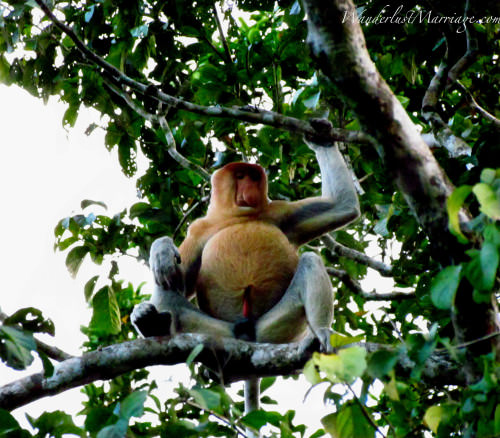 Exotic Animals of Borneo 