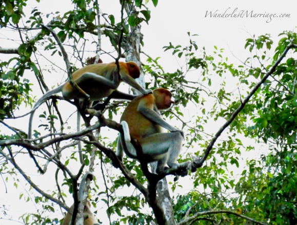 Exotic Animals of Borneo 