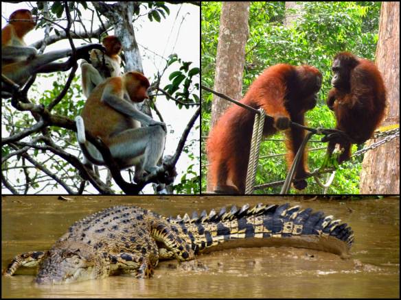 Animals of Borneo, orangutans, crocodile, proboscis monkeys