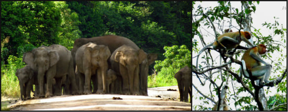 borneo pygmy elephants and proboscis monkeys