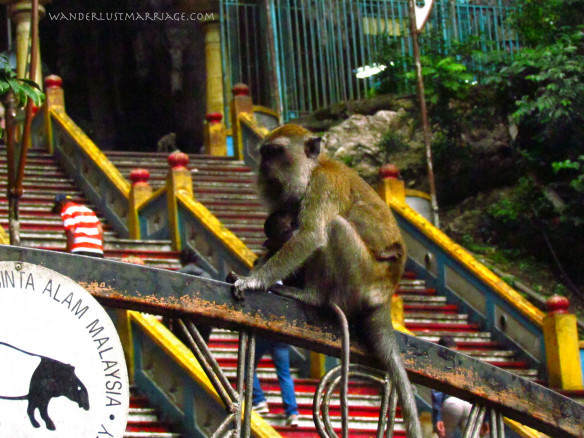 Batu Cave monkey with baby