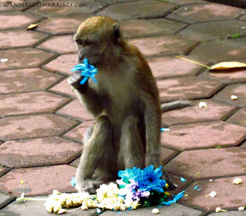 Monkey eat flowers at the caves