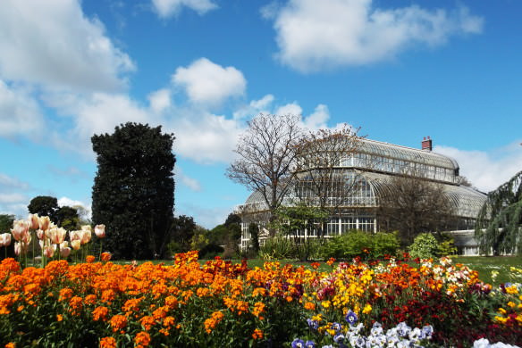 Tulips and the hot house at the Botanical Gardens in Dublin, Ireland