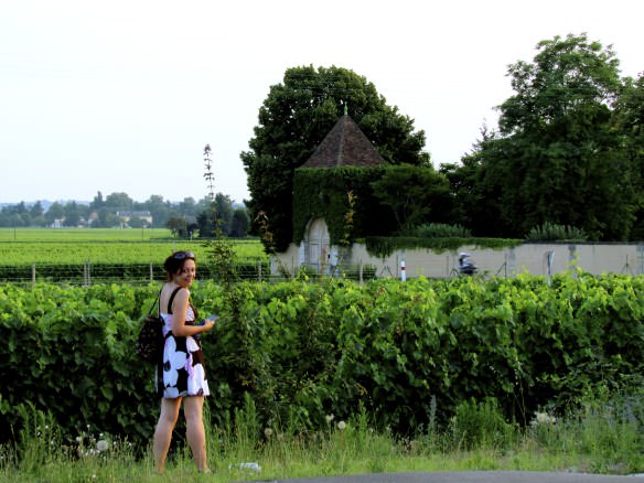 Saint Emilion Vineyards