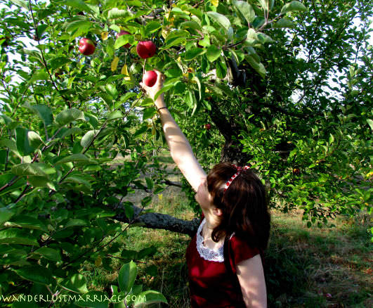 Bell Apple picking