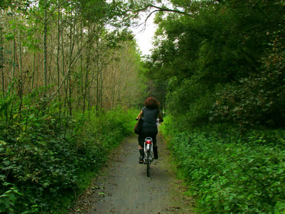 It doesn't take long to reach the Belgian forest by bike from Leuven.