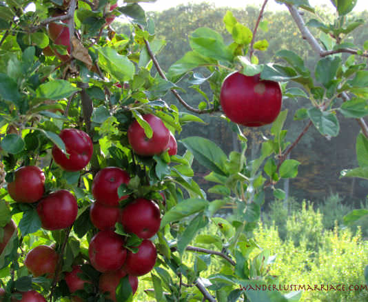 Fresh! Apple picking