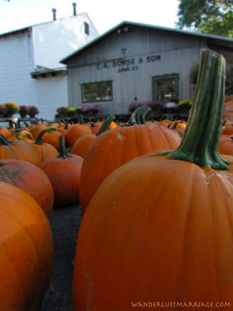 Pumpkins from the farm