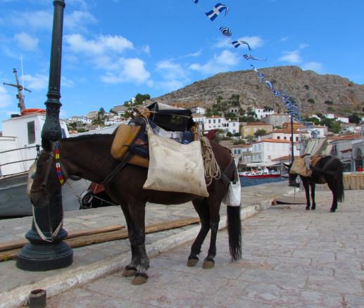 Donkies standing along the boardwalk of the harbor